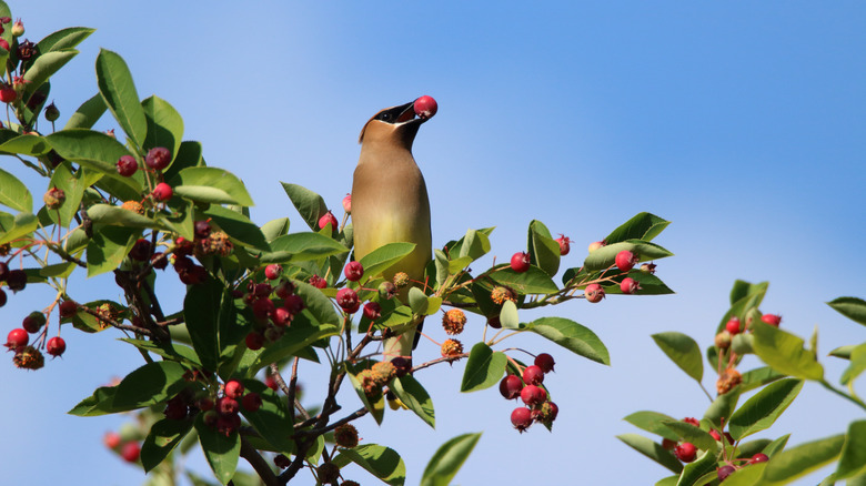 Cedar waxwing in serviceberry tree