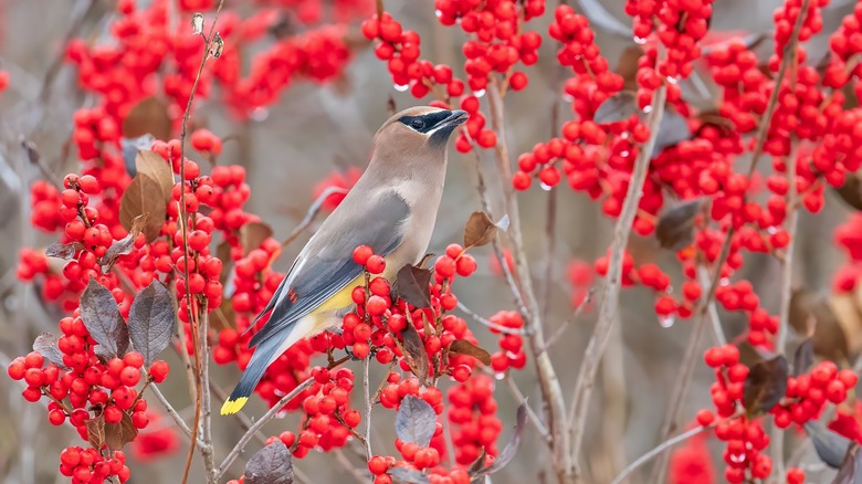 Cedar waxwing on winterberry tree