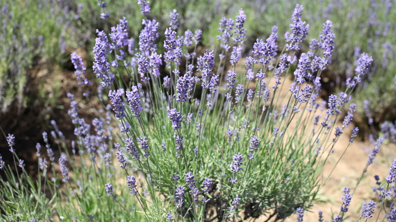 lavender in dry soil