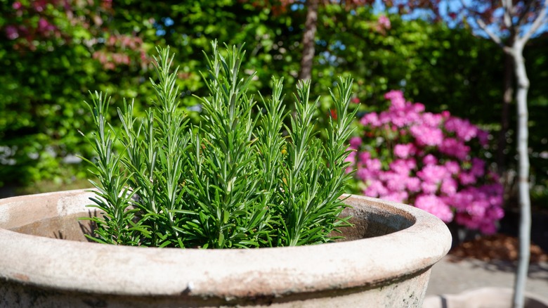 Rosemary in pot in garden