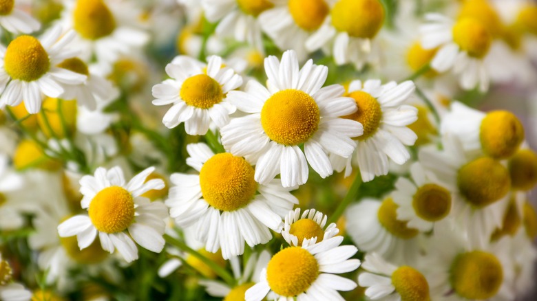 White chamomile flowers in bloom
