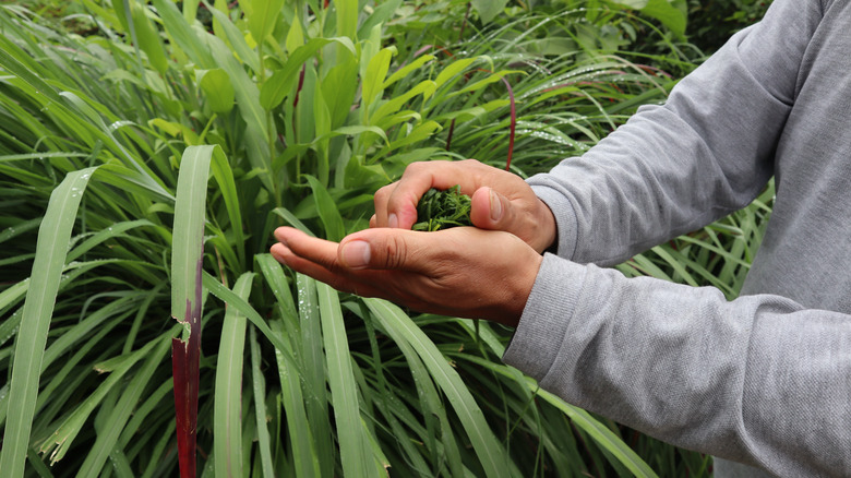 Citronella plant being handled