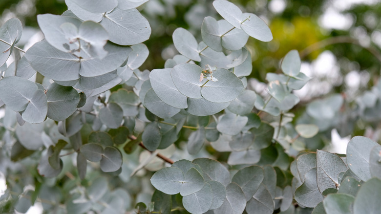 Silver eucalyptus leaves on stems