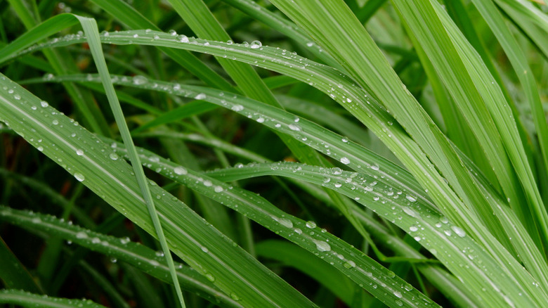 Lemongrass leaves with dew drops