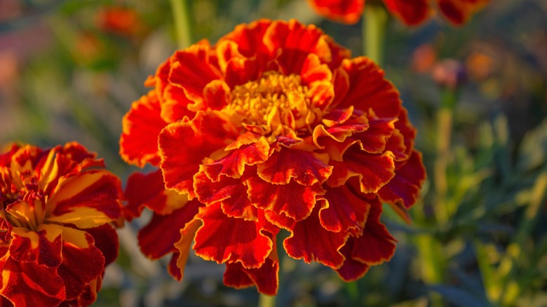 Marigold with bright orange blooms