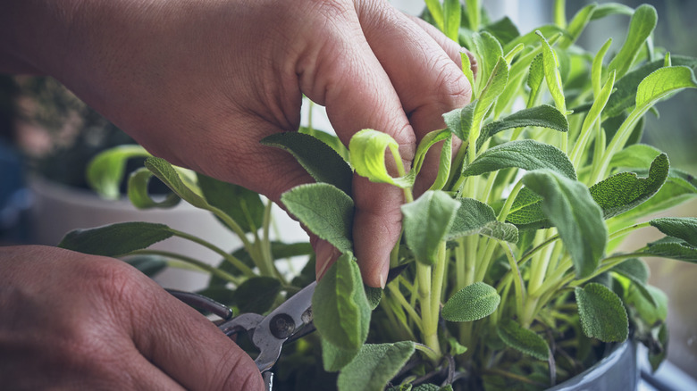 Person tending to sage plant