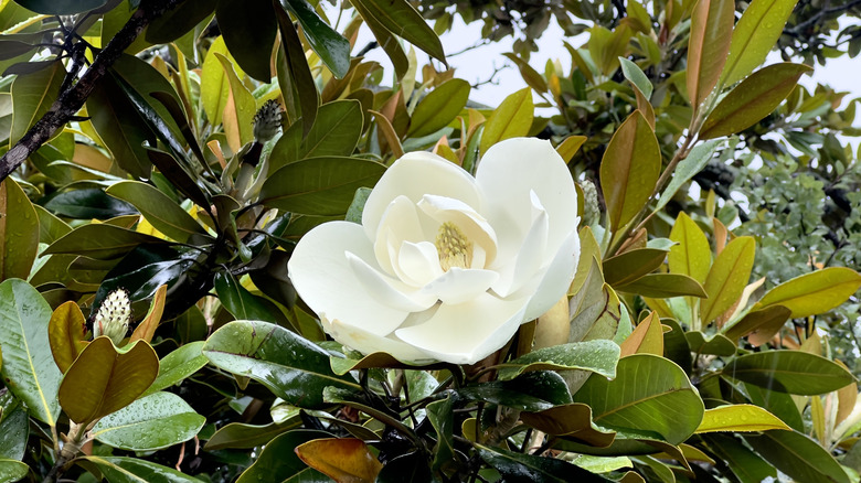 Sweetbay magnolia in flower