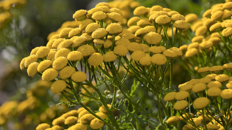 Yellow flowers of tansy closeup