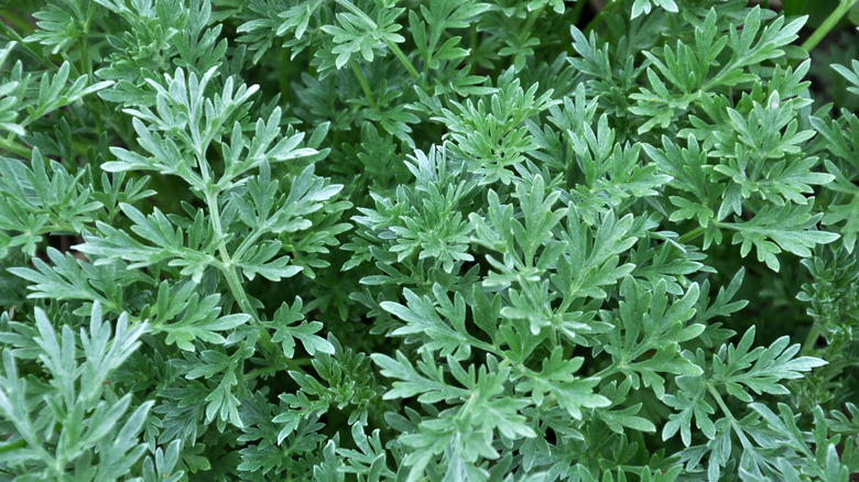 Wormwood bush with lobed leaves