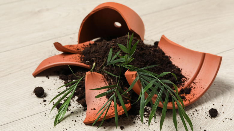 broken terracotta pot with soil and plant