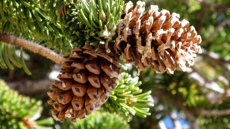 pinecones on tree branch