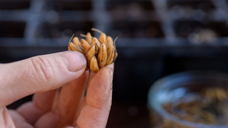 hand holding Persian buttercup corm