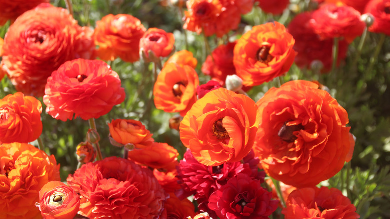 orange and red ranunculus flowers