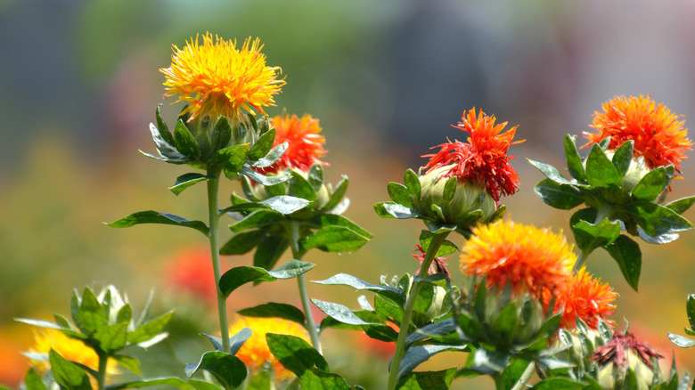 yellow and red Safflowers blooming 