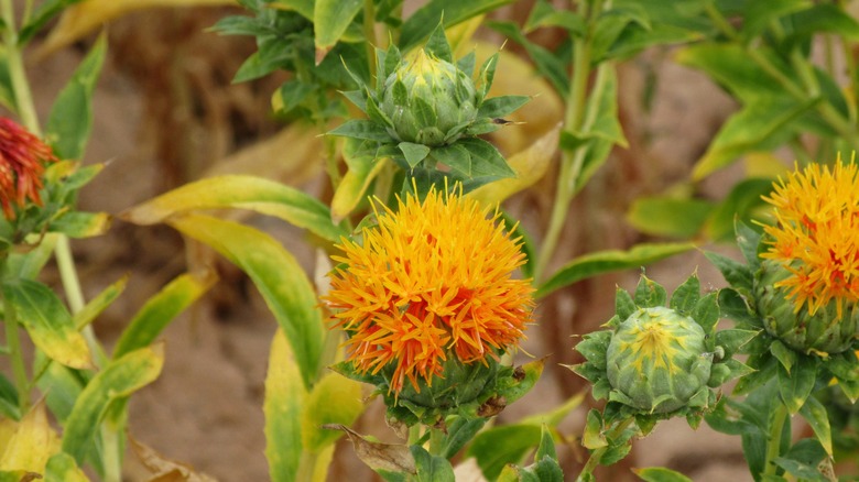 Safflower blooming in a garden