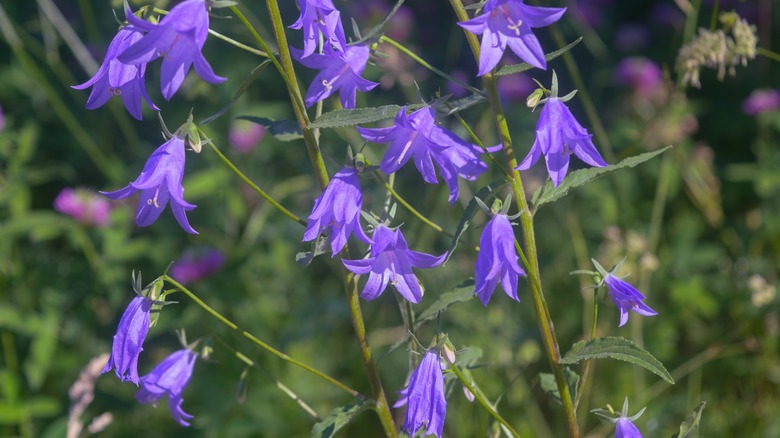 Blooms on creeping bellflower