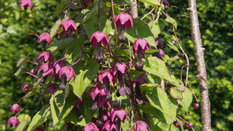 purple bell vine flowers