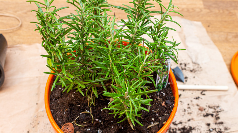 pot of planted rosemary 