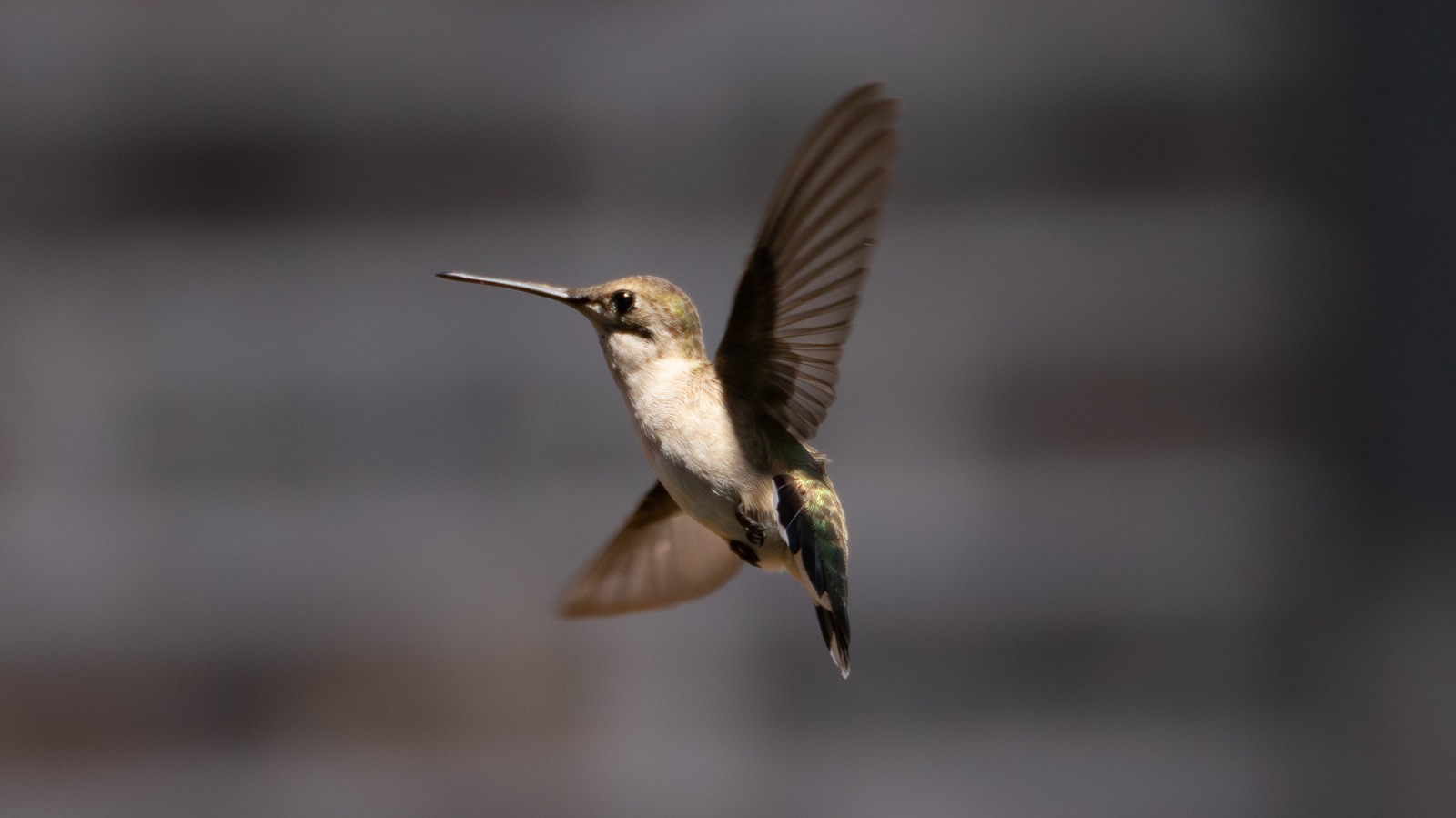 Flying Hummingbird Image & Photo (Free Trial) | Bigstock