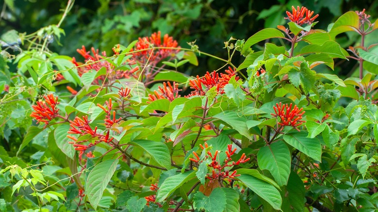 Firebush plant with red blooms