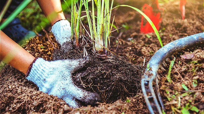 Planting lemongrass in a garden