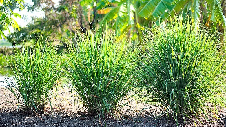 Lemongrass border of plants