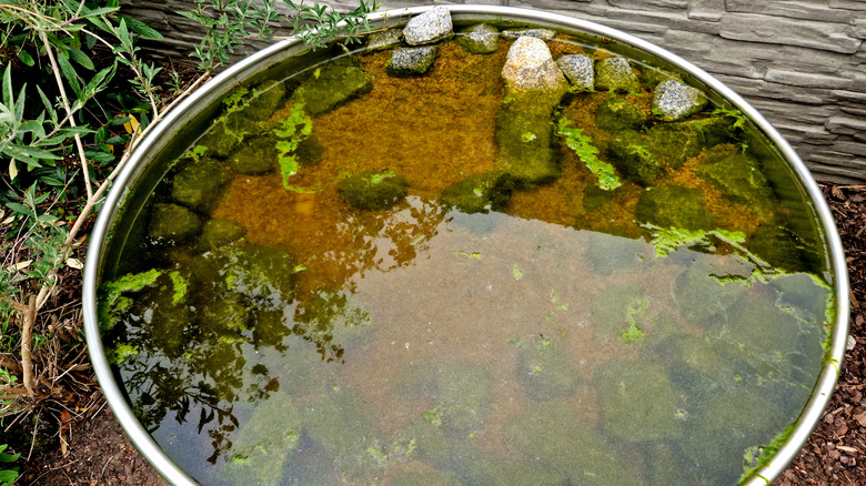 Miniature pond with rocks 