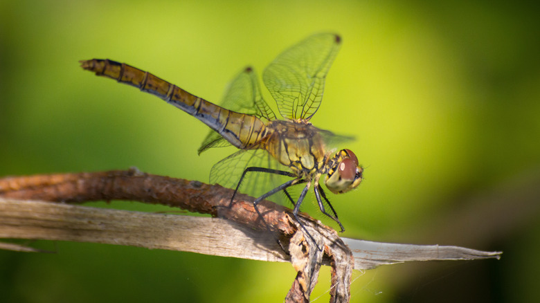 Common dragonfly on plant root