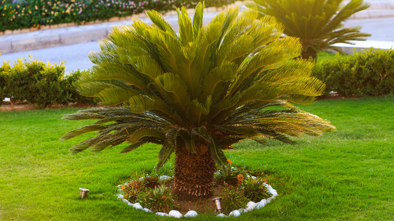 sago palm in a rock ring