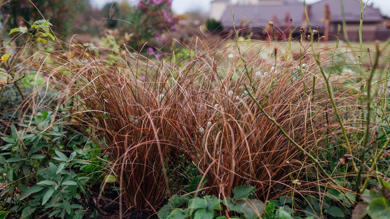 sedge as a border plant