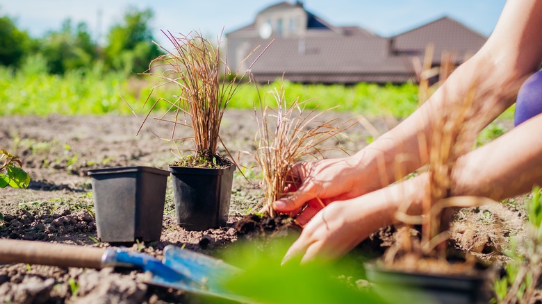 planting chocolate sedge in garden