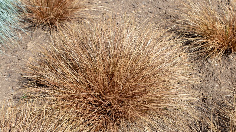 Carex comans with chocolate foliage