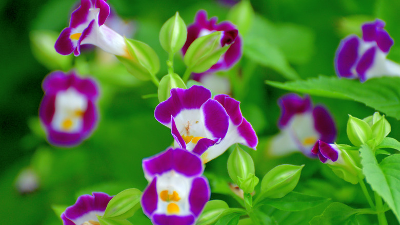 close up torenia flower