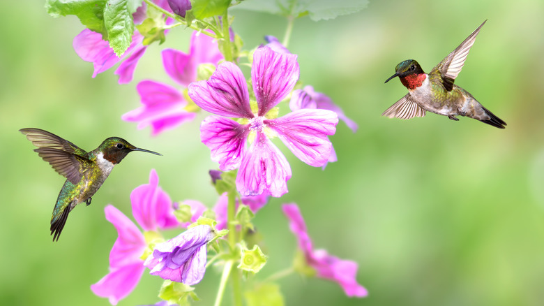 two hummingbirds at purple flowers