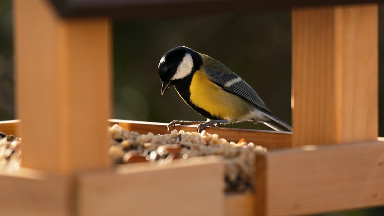 Bird sitting on feeder