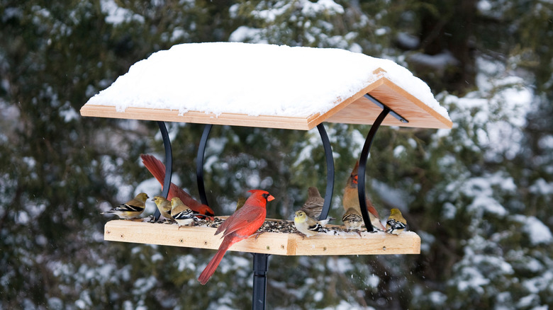 Birds on platform feeder