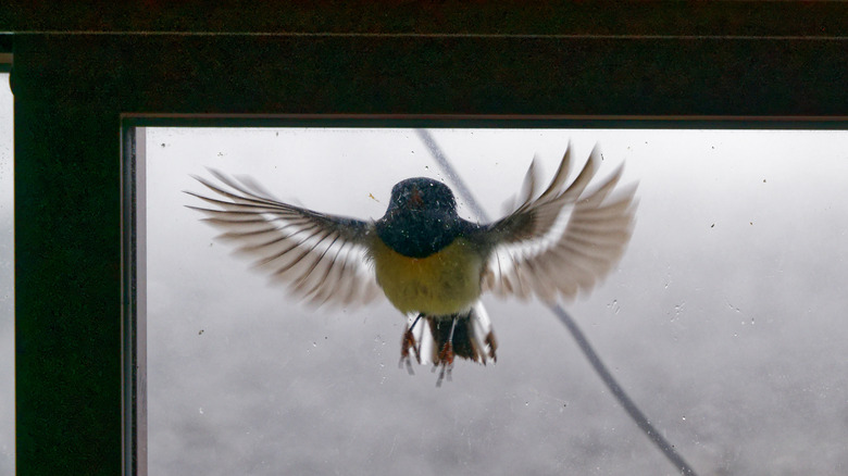 Bird flying at window