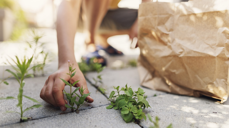 Weeds growing between patio pavers