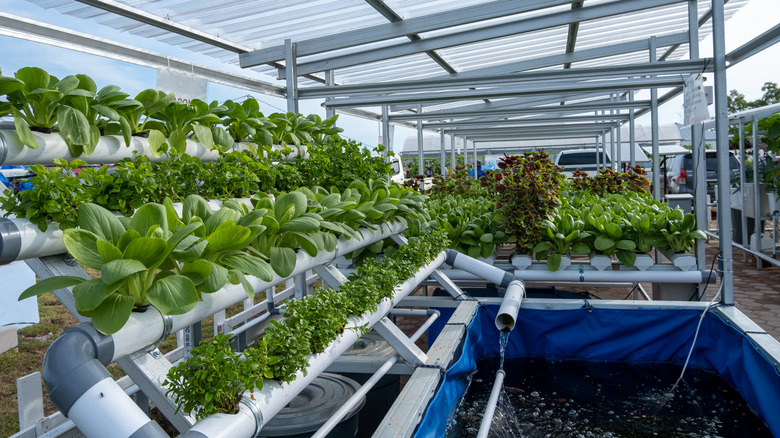 A hydroponic rail system