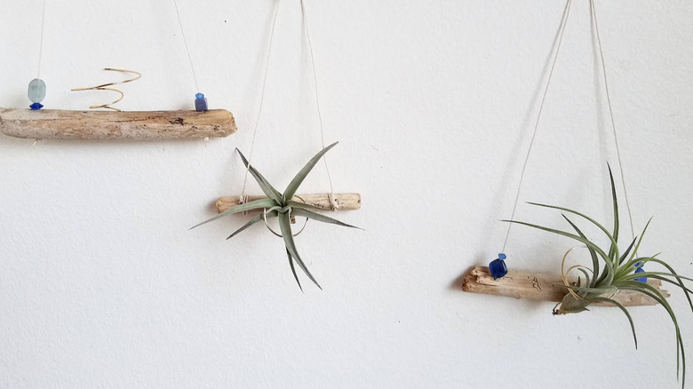 air plants on driftwood