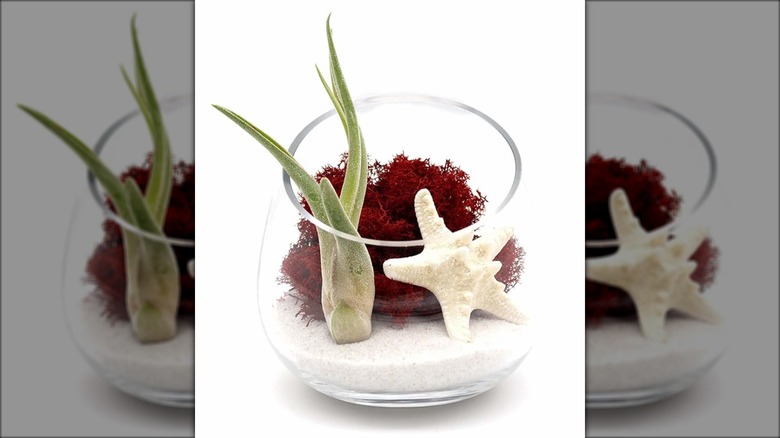 fish bowl air plant terrarium