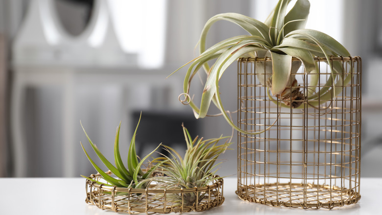 air plants on wire displays