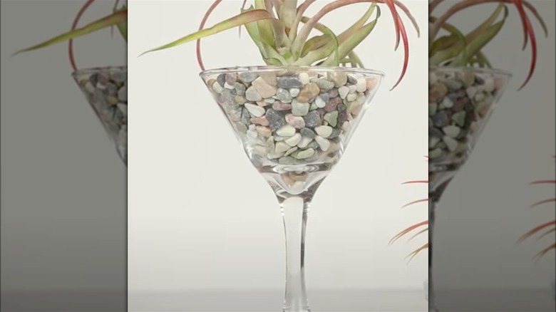 air plant in martini glass