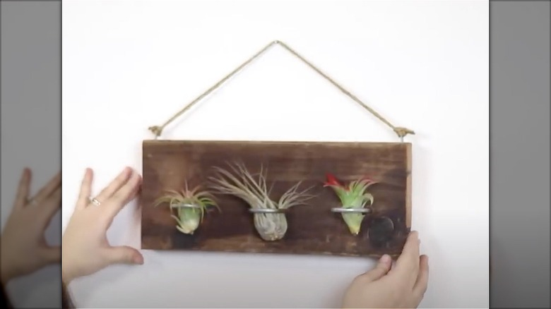 air plants on wood plank