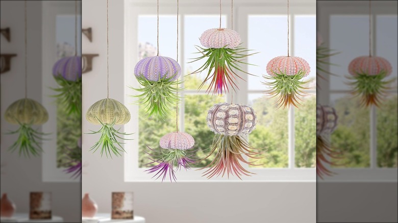 air plants hanging in shells