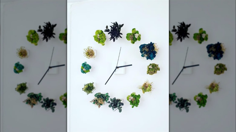 air plant clock