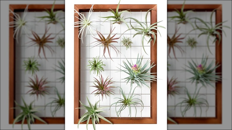 wire air plant frame