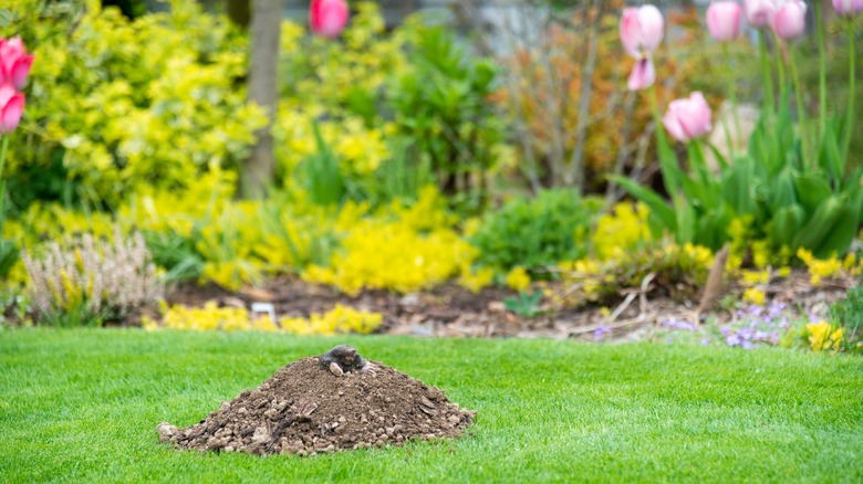 mole hill in garden 