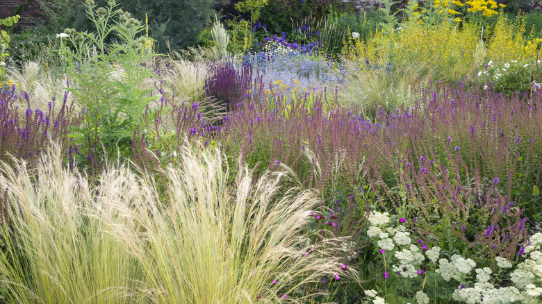 mix of perennials, ornamental grasses and shrubs in a sunny garden