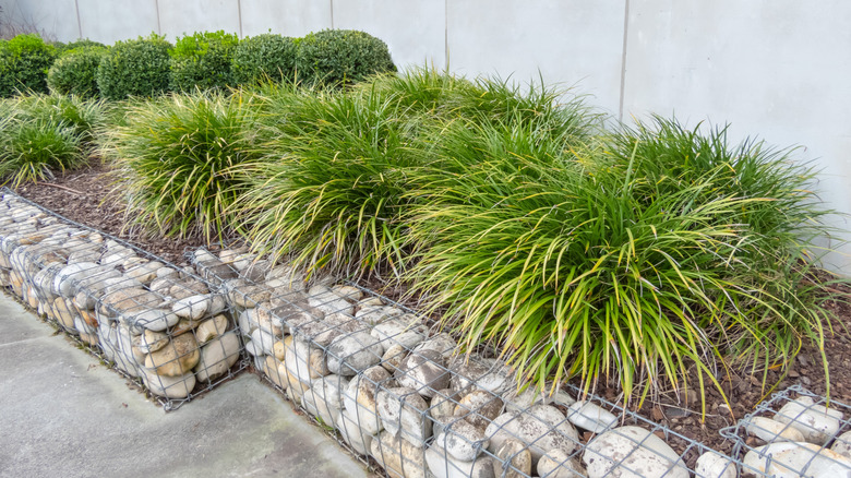 . Ornamental grass,pruned bushes and gabion in the urban design.